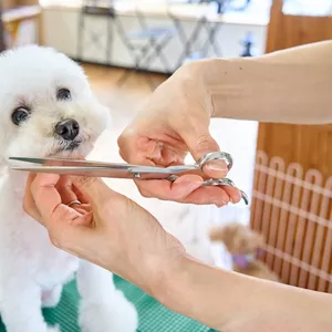 Imagen de portada para Curso online Curso Profesional de Peluquería Canina: Tu Futuro Laboral