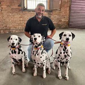 Ensine você mesmo o seu cãozinho!  