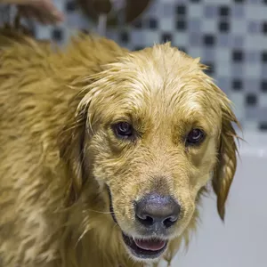 Curso básico banho e tosa