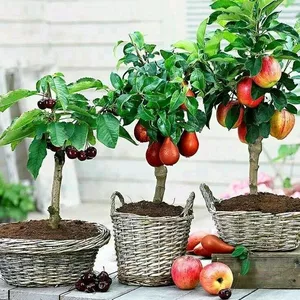 Imagen de portada para Ebook Cultivo de Arboles Frutales en Macetas