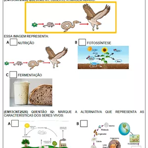 Imagem de capa para o Ebook Atividade Adaptada- Cadeia Alimentar