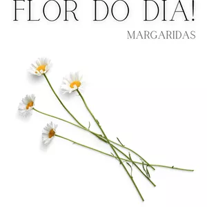 Imagem de capa para o Ebook BOM DIA FLOR DO DIA! Margaridas