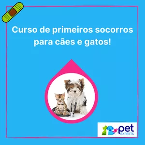 Imagem de capa para o Curso online Curso de primeiros socorros de cães e gatos
