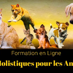 Imagem de capa para o Curso online Soins Holistiques pour les Animaux