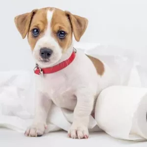 Imagem de capa para o Curso online EDUCAÇÃO SANITÁRIA PARA CÃES 