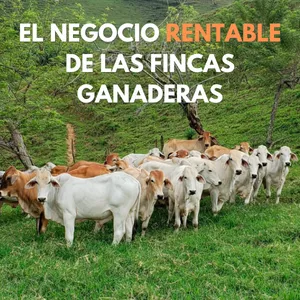 Imagen de portada para Curso online El Negocio Rentable de Las Fincas Ganaderas