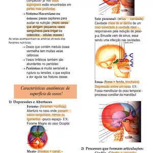 Imagem de capa para o Curso online Resumo Osteologia -Crânio- pt.1