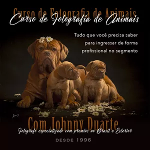 Curso Curso de Fotografia de Animais