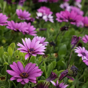 Imagen de portada para Curso online Wallpaper