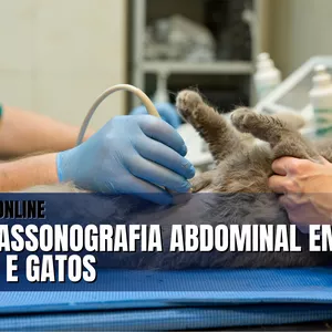 Imagem de capa para o Curso online Curso Online de Ultrassonografia Abdominal em Cães e Gatos