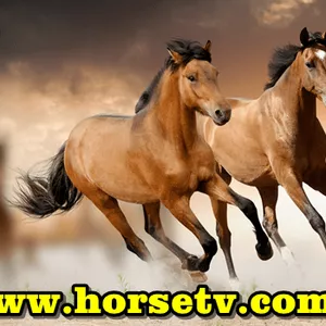 Imagem de capa para o Curso online Video cursos on line de treinamento de Cavalos