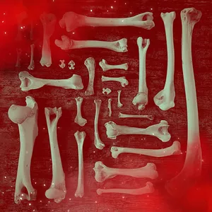 Imagem de capa para o Serviço online Oráculo de Ossos