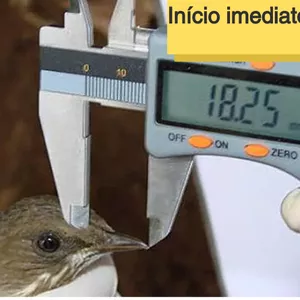 Imagem do curso Curso Teórico e Prático sobre Técnicas de Levantamento e Monitoramento da Avifauna para Consultoria e Licenciamento Ambiental.