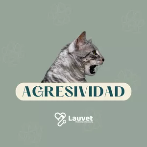 Imagen de portada para Curso online Agresividad en gatos 04105