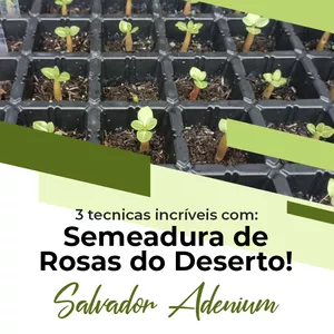 Curso CURSO 1 - SEMEANDO ROSAS DO DESERTO 3 TÉCNICAS INFALÍVEIS
