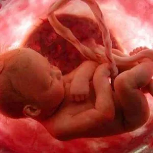 Imagem de capa para o Ebook Slides de Embriologia