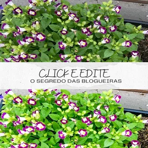 Click e Edite - O Segredo das Blogueiras 
