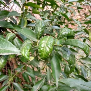 Imagen de portada para Curso online virosis en hojas de arbustos