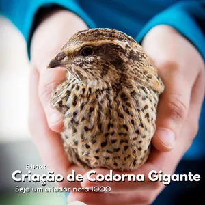 Imagem de capa para o Ebook Criador NOTA 1000 - Tudo para INICIAR e MONETIZAR sua criação de CODORNAS