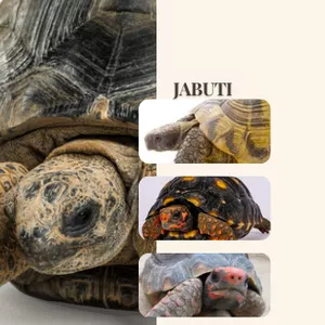 Imagem de capa para o Ebook Guia de manejo e alimentação - Jabuti