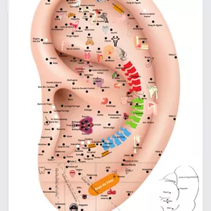 Imagem de capa para o Curso online Mapa Auriculoterapia (mapa auricular)