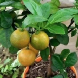 Cover image for Online course Bio Cultivation for 21 days