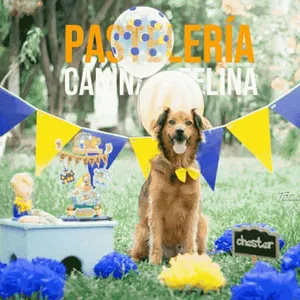 Imagen de portada para Evento online Reto Pastelería Para Mascotas 