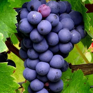 Imagem de capa para o Curso online Masterclass Cabernet Franc