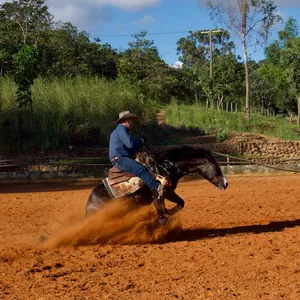 Cover image for Online course Complete Reining Training