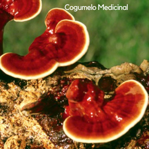 Ganoderma Lucidum - Introdução para cultivo em sala climatizada.