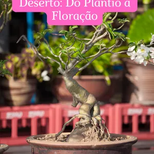 Imagem de capa para o Ebook Domínio das Rosas do Deserto Do Plantio à Floração