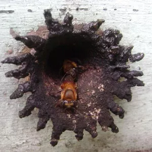 Imagem de capa para o Curso online Consórcio Uruçu Boca de Renda