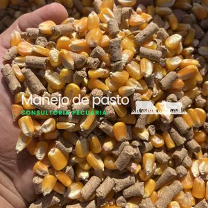 Imagem de capa para o Curso online Confinamento Grão Inteiro - da compra ao abate