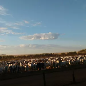 Planilha Planilha- Comparação de dietas para engorda de bovinos