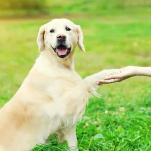 Imagem de capa para o Ebook Adestramento Fácil de Cães
