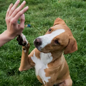 Curso Adiestramiento Canino del Instituto Superior ISE