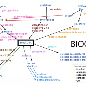 Imagen de portada para Ebook Bioenergética y metabolismo de glúcidos