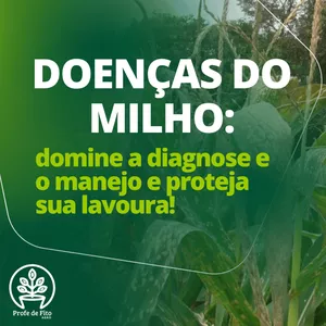 Imagem de capa para o Curso online Curso sobre diagnose e manejo de doenças do milho