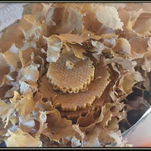 Imagem de capa para o Ebook Como Criar Abelhas Sem Ferrão – Para Iniciantes