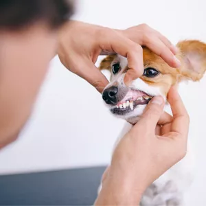 Imagen de portada para Curso online Manejos cooperativos "Chin reast"