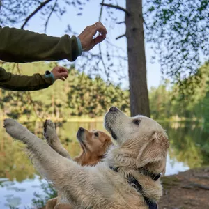 Imagem de capa para o Ebook Aprenda a Treinar seu Cão: Técnicas Eficazes de Obediência