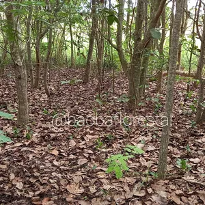 Imagem de capa para o Curso online Mentoria Floresta de Sementes – A Técnica que Transforma Sementes em Florestas de Carbono