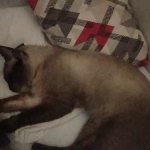 Imagem de capa para o Curso online como deixar de ser otario