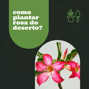 Imagem de capa para o Ebook Como  cuidar de rosa do deserto