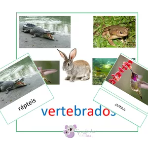 Imagem de capa para o Curso online Cards Montessori - Classes dos Animais - Kit completo