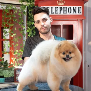 Imagem do curso Tosa Comercial em Lulu da Pomerânia