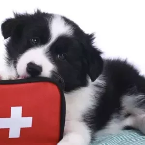 Imagem de capa para o Ebook Guia Rápido de Primeiros Socorros para Pets