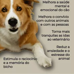 Imagem de capa para o Curso online Como Adestrar cães 