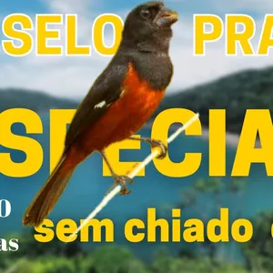 Imagem de capa para o Curso online canto praia classico selo prata SEM CHIADO DE CD