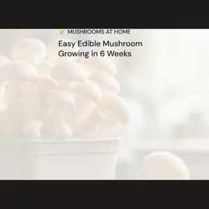 Imagen de portada para Ebook Mushrooms at Home: Easy Edible Mushroom Growing in 6 Weeks